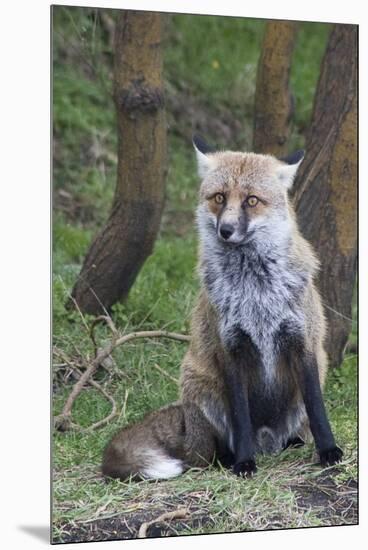 Red Fox-Hal Beral-Mounted Premium Photographic Print