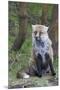 Red Fox-Hal Beral-Mounted Premium Photographic Print