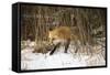 Red Fox-Joe McDonald-Framed Stretched Canvas