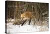 Red Fox-Joe McDonald-Stretched Canvas