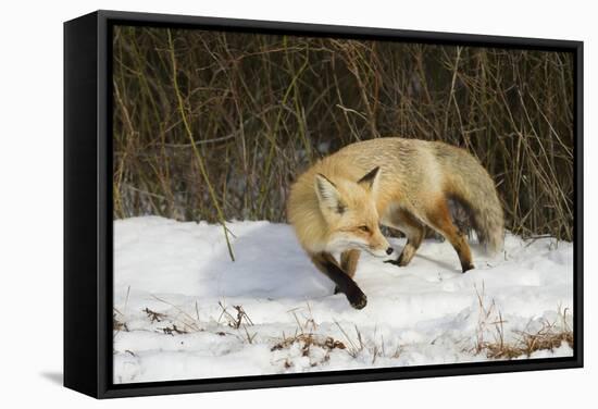 Red Fox-Joe McDonald-Framed Stretched Canvas