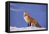 Red Fox-DLILLC-Framed Stretched Canvas