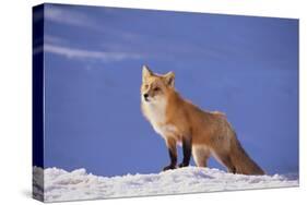 Red Fox-DLILLC-Stretched Canvas