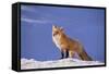 Red Fox-DLILLC-Framed Stretched Canvas