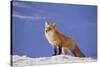 Red Fox-DLILLC-Stretched Canvas