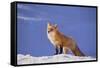 Red Fox-DLILLC-Framed Stretched Canvas