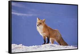 Red Fox-DLILLC-Framed Stretched Canvas