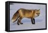 Red Fox-DLILLC-Framed Stretched Canvas