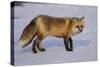 Red Fox-DLILLC-Stretched Canvas