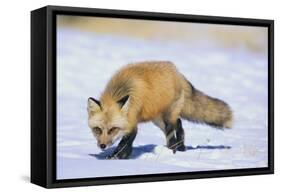 Red Fox-DLILLC-Framed Stretched Canvas