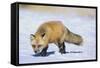 Red Fox-DLILLC-Framed Stretched Canvas