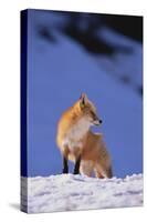 Red Fox-DLILLC-Stretched Canvas