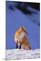 Red Fox-DLILLC-Mounted Premium Photographic Print