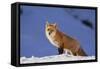 Red Fox-DLILLC-Framed Stretched Canvas