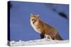 Red Fox-DLILLC-Stretched Canvas