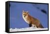 Red Fox-DLILLC-Framed Stretched Canvas