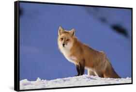 Red Fox-DLILLC-Framed Stretched Canvas