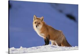 Red Fox-DLILLC-Stretched Canvas