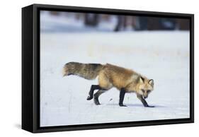 Red Fox-DLILLC-Framed Stretched Canvas