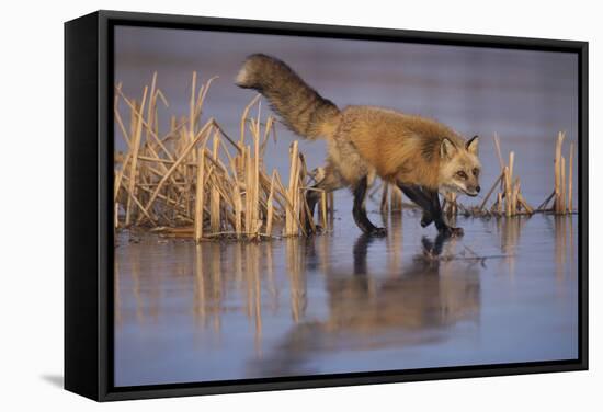 Red Fox-DLILLC-Framed Stretched Canvas