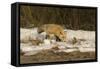 Red Fox-Joe McDonald-Framed Stretched Canvas