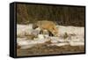 Red Fox-Joe McDonald-Framed Stretched Canvas