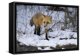 Red Fox-Joe McDonald-Framed Stretched Canvas