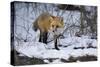 Red Fox-Joe McDonald-Stretched Canvas