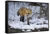 Red Fox-Joe McDonald-Framed Stretched Canvas