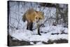 Red Fox-Joe McDonald-Stretched Canvas