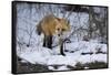 Red Fox-Joe McDonald-Framed Stretched Canvas