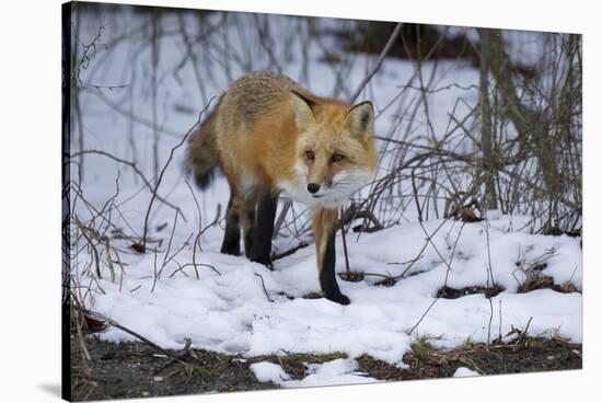 Red Fox-Joe McDonald-Stretched Canvas