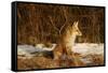 Red Fox-Joe McDonald-Framed Stretched Canvas