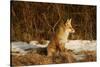 Red Fox-Joe McDonald-Stretched Canvas