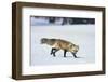 Red Fox-DLILLC-Framed Premium Photographic Print