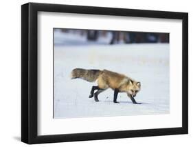 Red Fox-DLILLC-Framed Premium Photographic Print