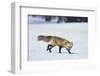 Red Fox-DLILLC-Framed Premium Photographic Print