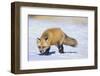 Red Fox-DLILLC-Framed Premium Photographic Print