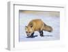 Red Fox-DLILLC-Framed Premium Photographic Print