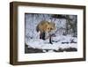 Red Fox-Joe McDonald-Framed Premium Photographic Print