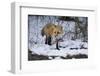 Red Fox-Joe McDonald-Framed Premium Photographic Print