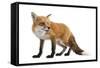 Red Fox-Life on White-Framed Stretched Canvas