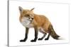 Red Fox-Life on White-Stretched Canvas