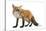 Red Fox-Life on White-Stretched Canvas