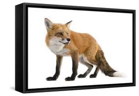 Red Fox-Life on White-Framed Stretched Canvas