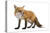 Red Fox-Life on White-Stretched Canvas