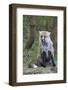 Red Fox-Hal Beral-Framed Photographic Print