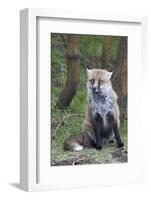 Red Fox-Hal Beral-Framed Photographic Print