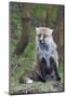 Red Fox-Hal Beral-Mounted Photographic Print
