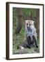Red Fox-Hal Beral-Framed Photographic Print